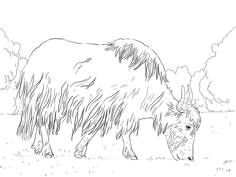 Grazing Yak Coloring Page